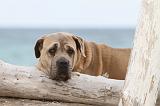 CANE CORSO 635